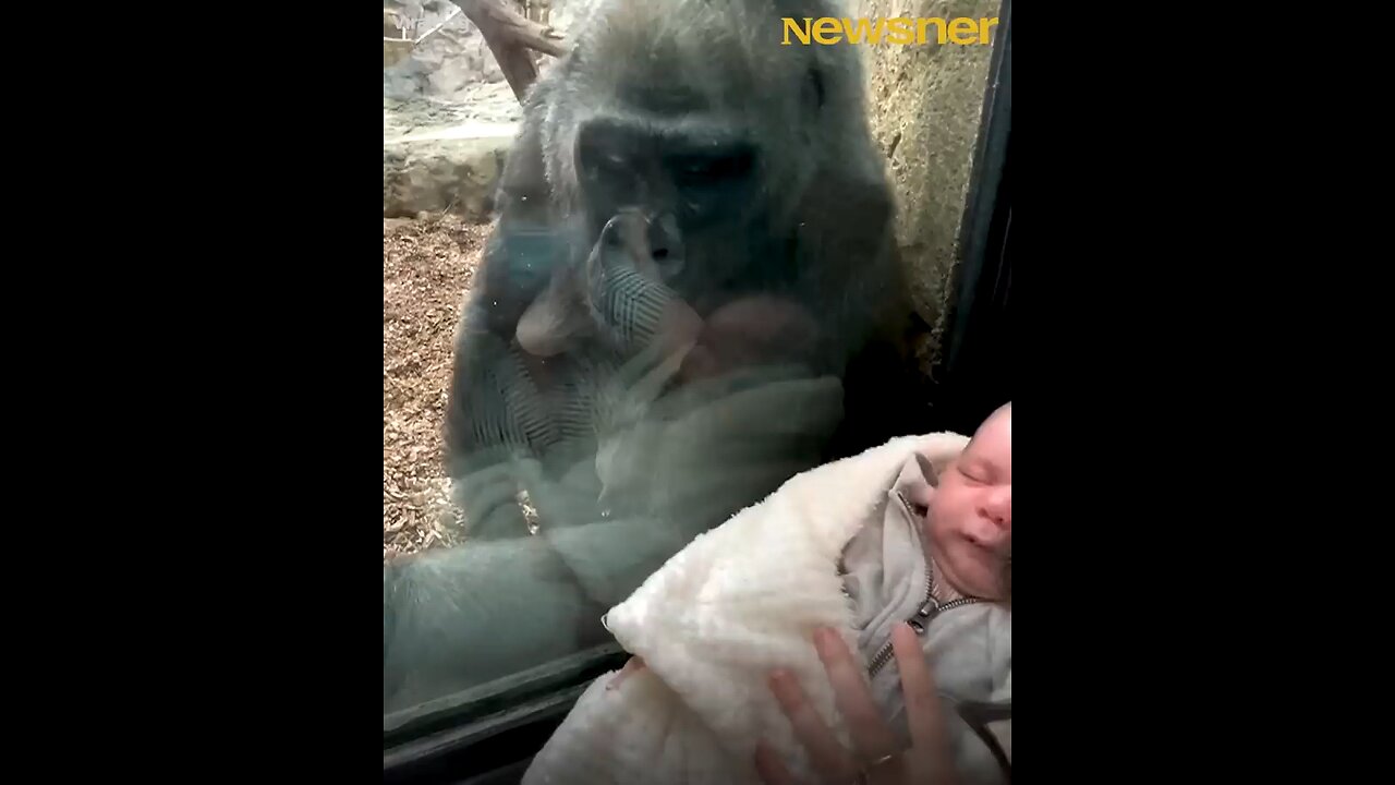 Gorilla Mother Admires Human Baby - Shows her own Family