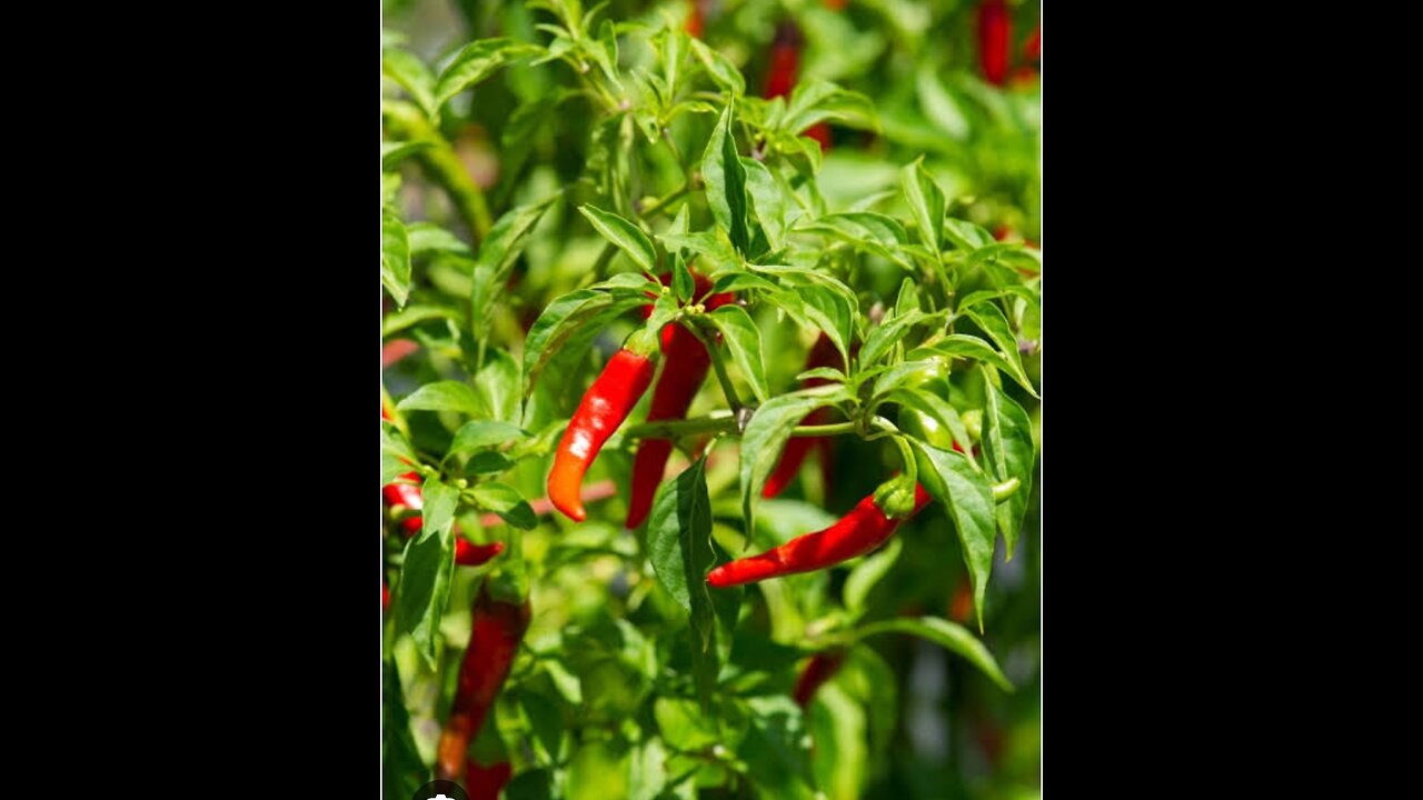 CAYENNE PEPPER