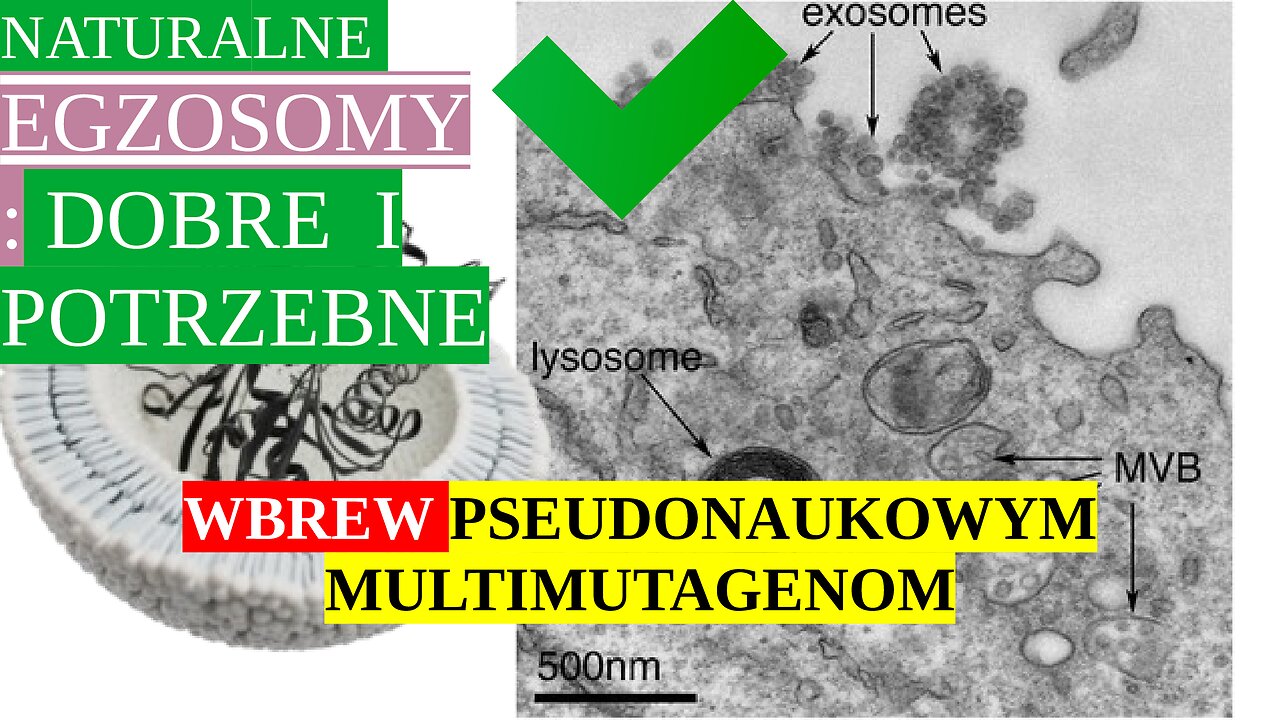 PĘCHERZYKI EGZOSOMALNE są DOBRE I POTRZEBNE, WBREW PSEUDONAUKOWYM ***DZIUROM*** POMINIĘĆ #biologia