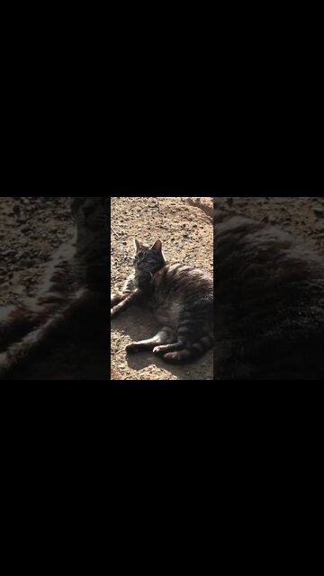 Farm cat relaxing in the sun
