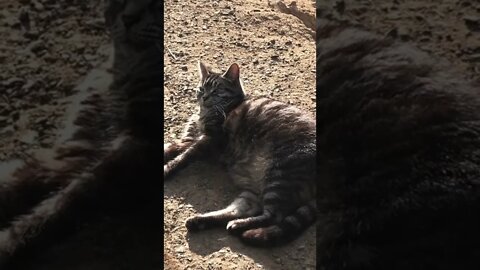 Farm cat relaxing in the sun