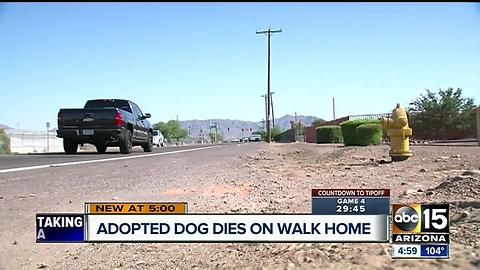 Newly adopted dog dies after walking home in hot temperatures