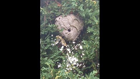 Hornets prep for the season