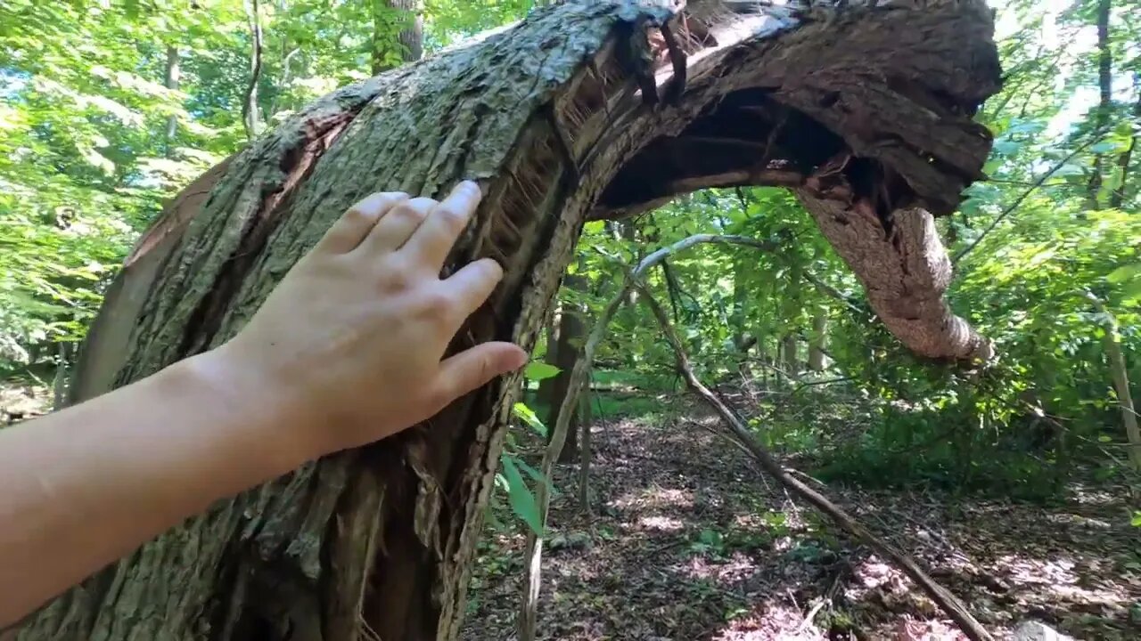 ASMR | Strange Bent Tree In The Forest