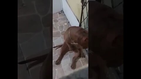 Se eu contar ninguém vai acreditar, então segue o vídeo!!!