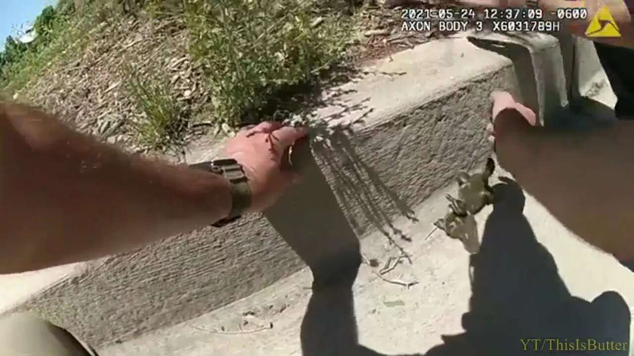 Ducklings Get Helping Hand From Albuquerque Police Officer