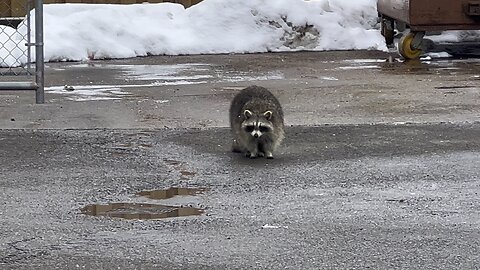 Raccoon. Injured or in need of good night sleep