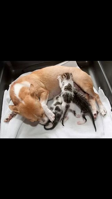 A dog feeding kittens is a beautiful sight