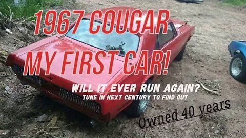 Cougar