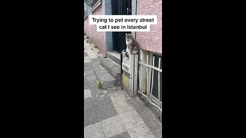 Istanbul Cats