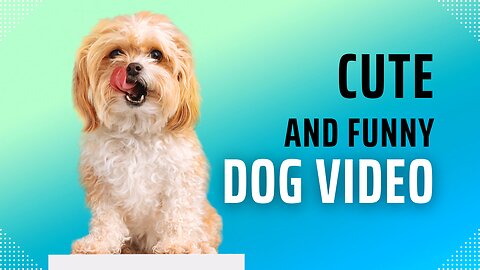 Best DOG Videos of 2023 😂 (Funny Dog Videos) 🐶