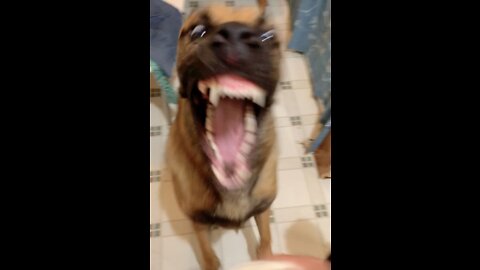 Dogs take wash rag away from owner