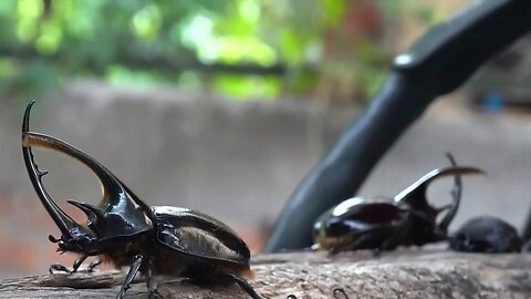 Planeta Tierra: El escarabajo Hércules se convierte en factor vital de la conservación en Colombia