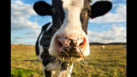 COW VIDEO 🐮🐄 COWS MOOING AND GRAZING IN A FIELD 🐄🐮