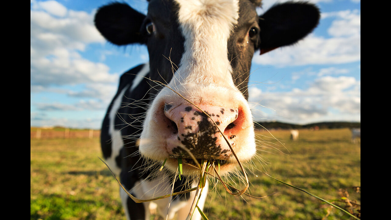 COW VIDEO 🐮🐄 COWS MOOING AND GRAZING IN A FIELD 🐄🐮