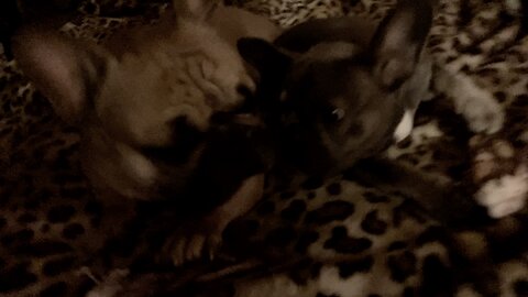 Nightime Nibbling