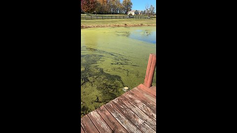Ribbit, have you guys ever caught a frog on a top water?