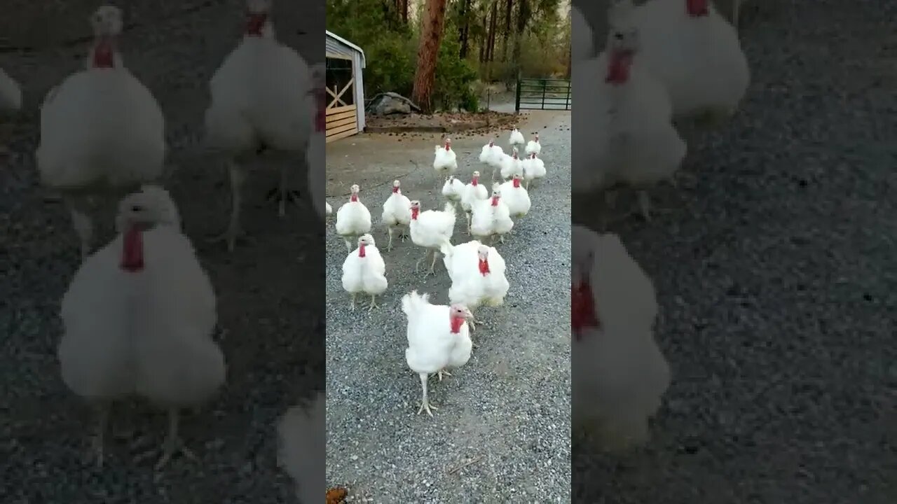 #turkey #homesteading #farm