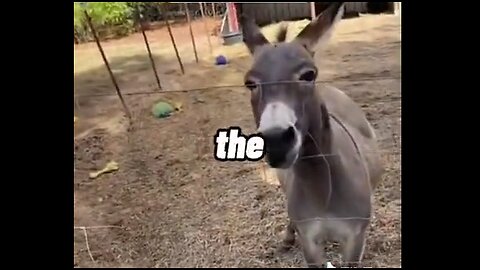 Donkey loves his screaming chicken toy