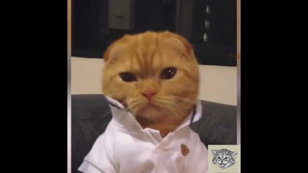 Cute kitten video for all cat lovers - Funny kittens video - Don't miss it.