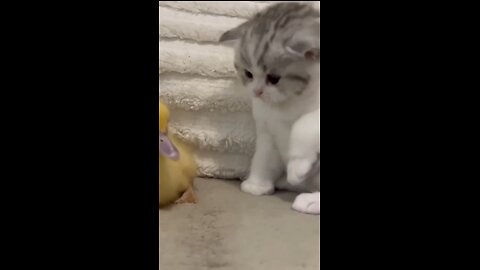 Funny Animals