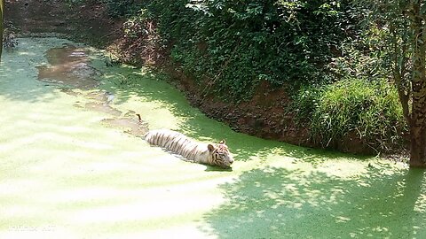 Zoological park Odisha Tiger swimming