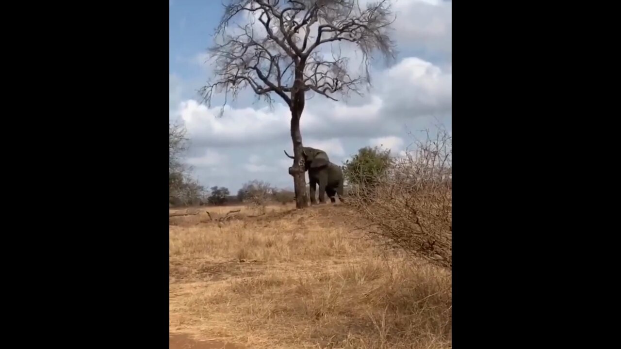 The great power of the elephant