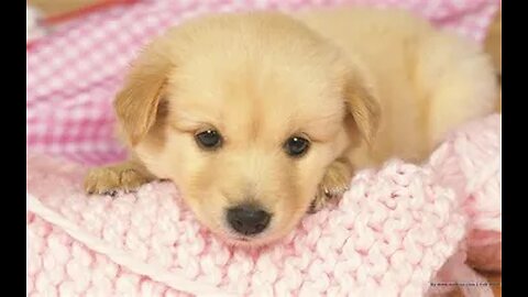 Lovely Doggie that calms you