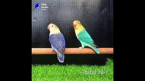Beautifull Pair Albino And Parblue|top Quality Future Birds