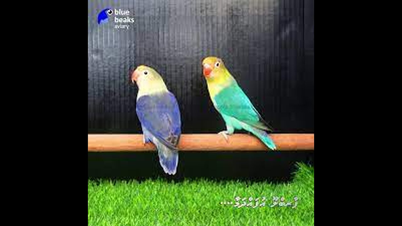 Beautifull Pair Albino And Parblue|top Quality Future Birds