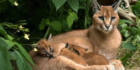 Wild animals 2020-Wild Animals (Nature Documentary)