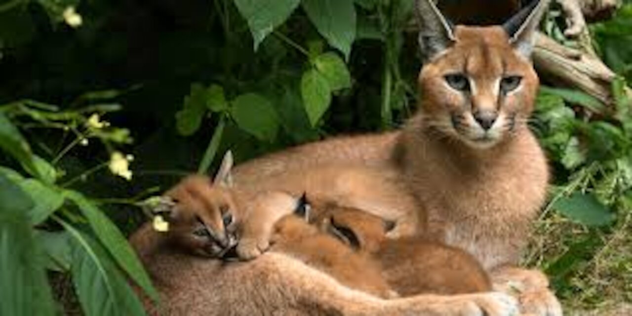 Wild animals 2020-Wild Animals (Nature Documentary)