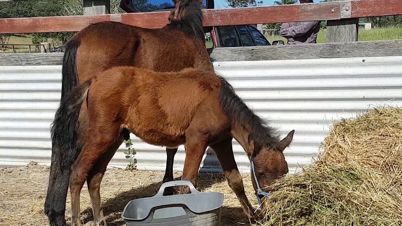 Paddy and Tippy arrive April 11, 2018