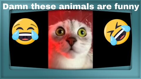 Funny animals videos