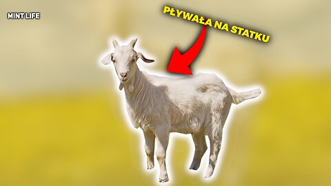DAWAŁY MLEKO NA STATKACH (reupload)