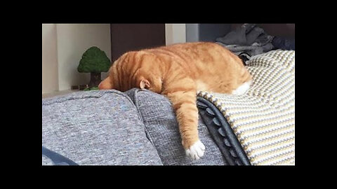 Funniest Cats 😹 - Don't try to hold back Laughter 😂 - Funny Cats Life