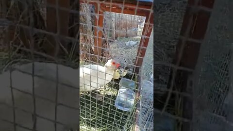 Muscovy mum and her ducklings