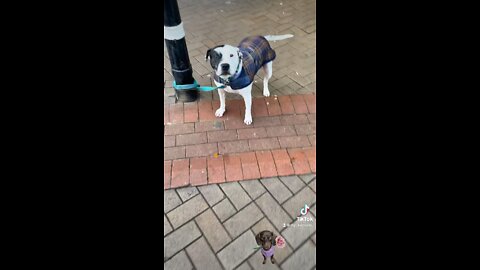 Dog from work