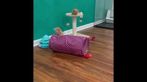 New toy for foster kittens