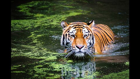 Wildlife Animals | Safari Moments | Forest | Free HD Videos