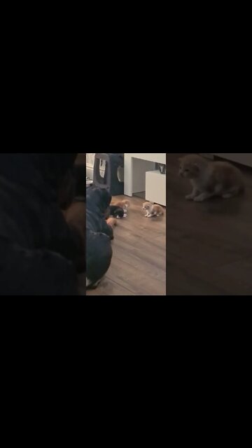 Cat gives permission for Rottweiler to say hello to baby kittens 🤩 #shorts #rottweiler #cats