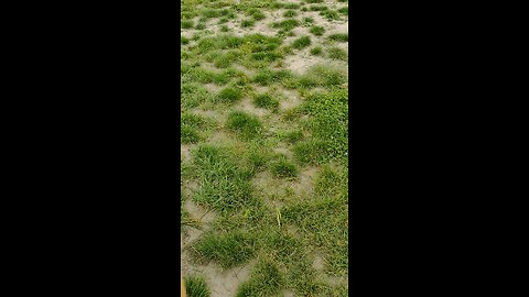 German Shepherd vs Golden Retriever Race.