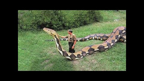 40 Biggest and Most Unique Pets People Actually Own