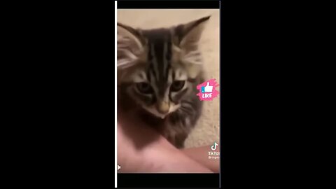 Cute and Funny Animal Video😂__ Funniest Viral Puppy Cat clips😹__ #shorts video #funny animals #cats