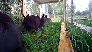 Dad moving rabbits around the lawn tractors