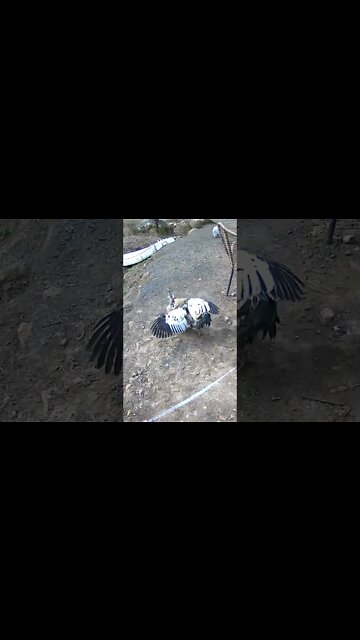 Two roosters in one flock - double mating for the hens