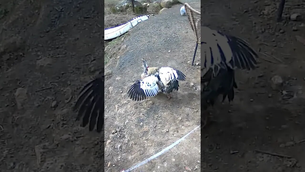 Two roosters in one flock - double mating for the hens