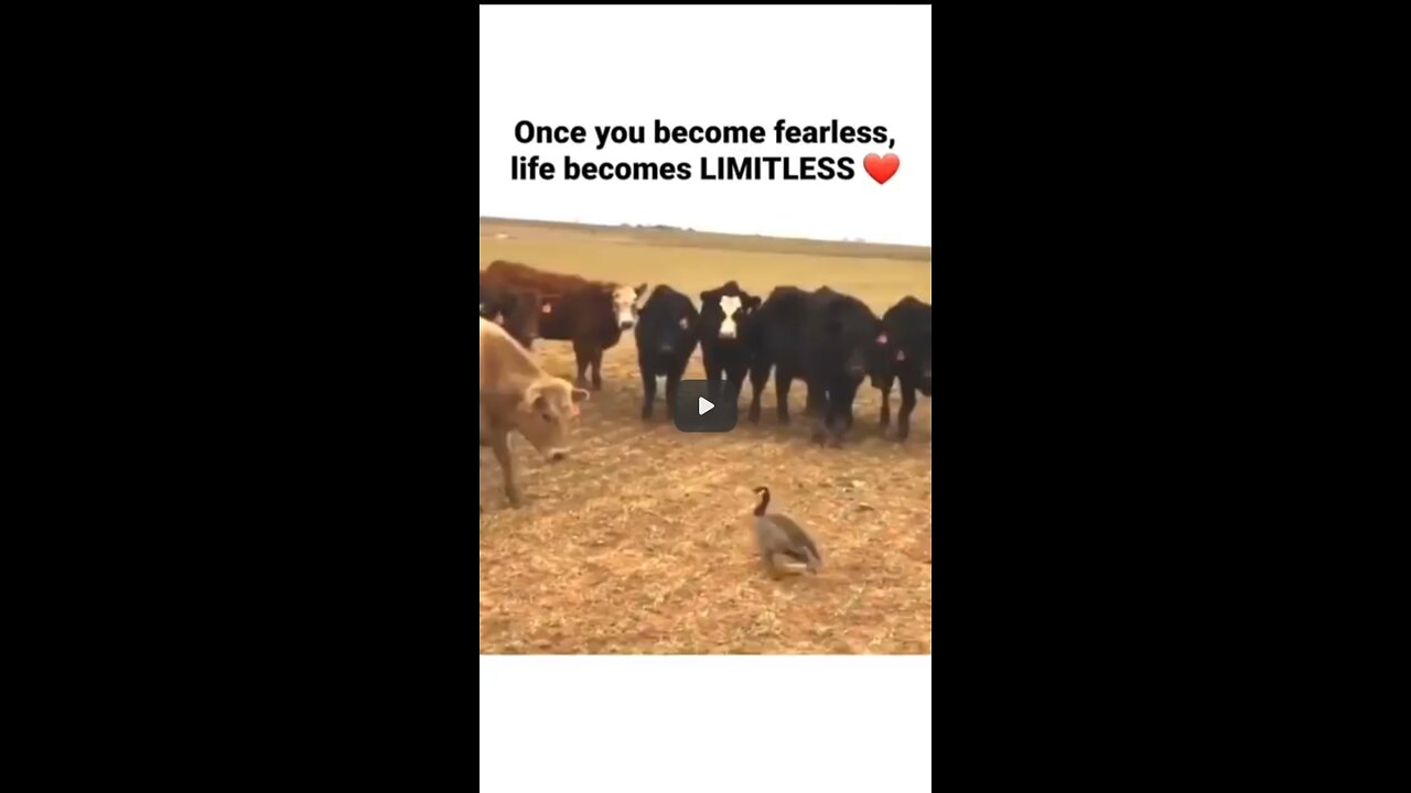 Amazing Video fight video super #shortsvideo