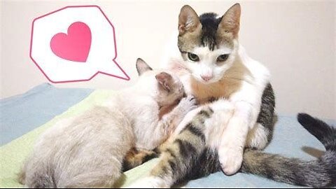 Cats are going out to buy cars , funny cat video