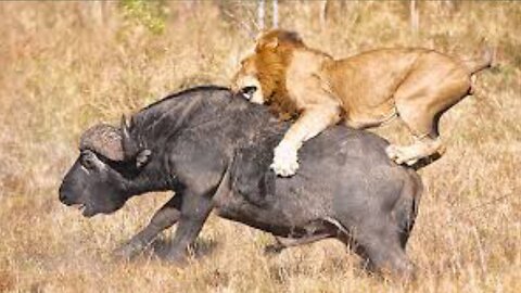 Lion attack on buffalo 🐃
